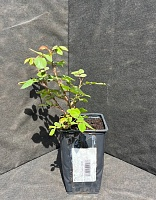 Роза английская Чарльз Остин